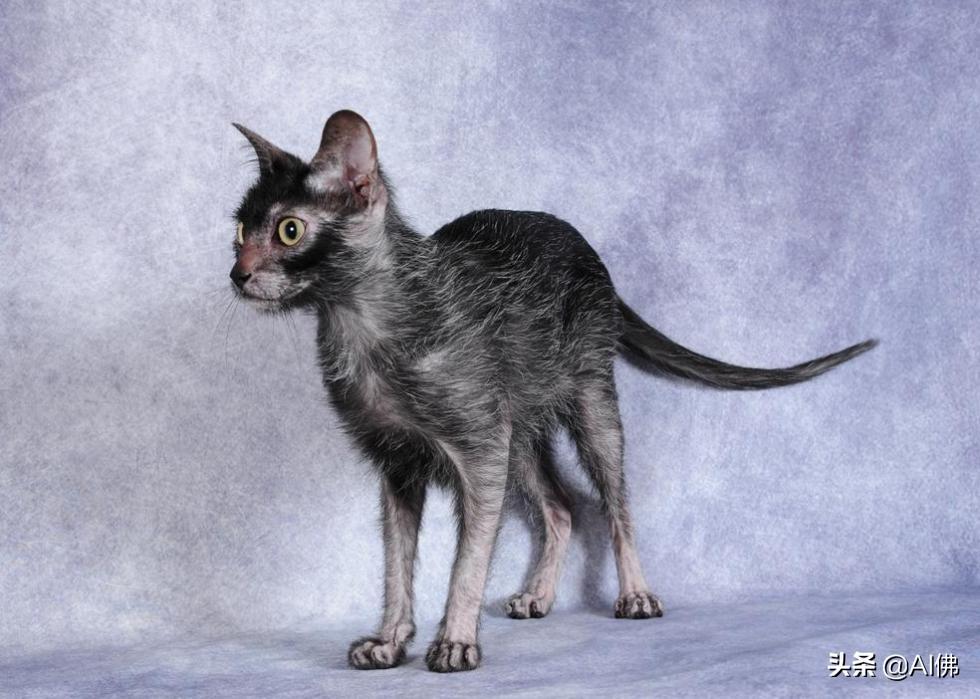 体型小的猫（体型小的猫有哪些品种）