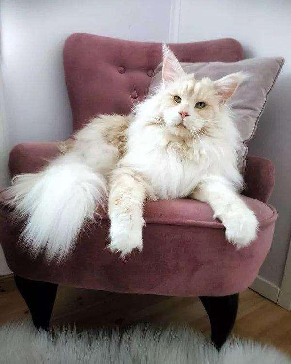 世界上最大的猫（世界上最大的猫有多大）