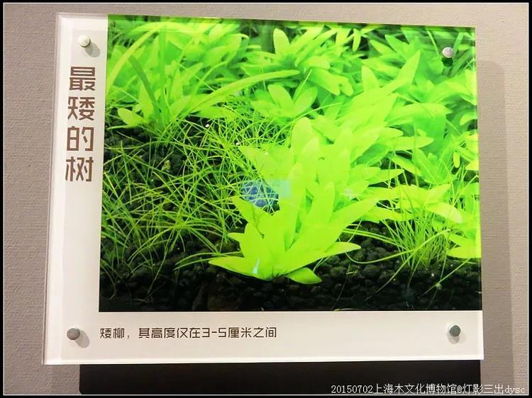 世界上最矮的树是什么树（世界上最矮的树矮柳有多高）