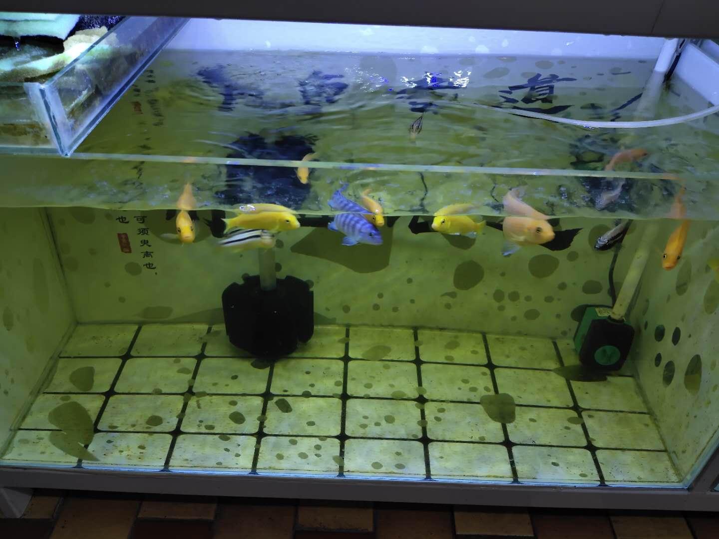 鱼缸中鱼屎的清理妙招（如何清理鱼缸里的粪便）