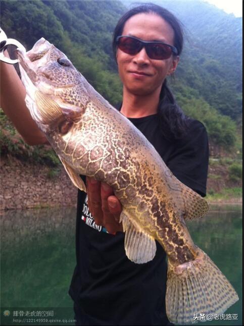 钓鳜鱼用什么饵好（钓鳜鱼用什么饵料最好钓）