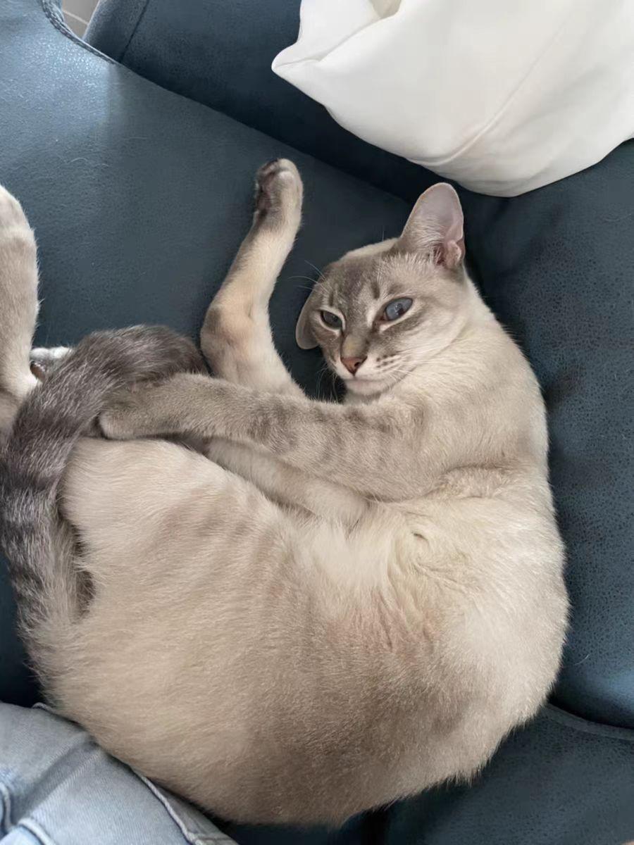 猫粮排行榜前十名（猫粮推荐性价比高排行榜）