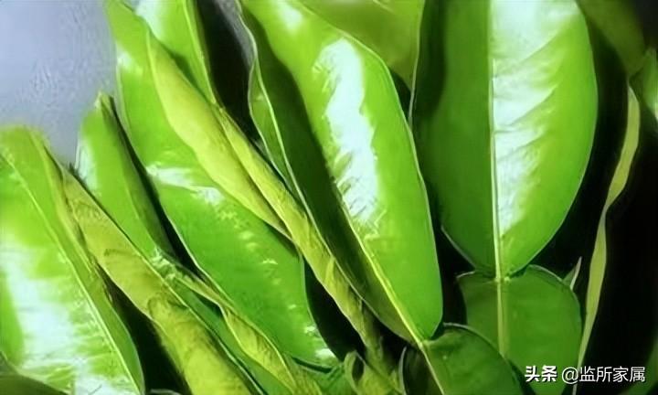 老公出狱妻子怎么迎接（接老公出狱时应该怎么做）