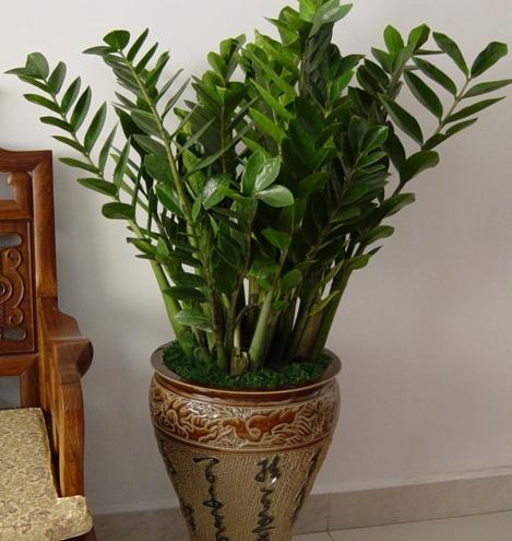 客厅最旺宅的大型植物（客厅养什么花聚财又镇宅）