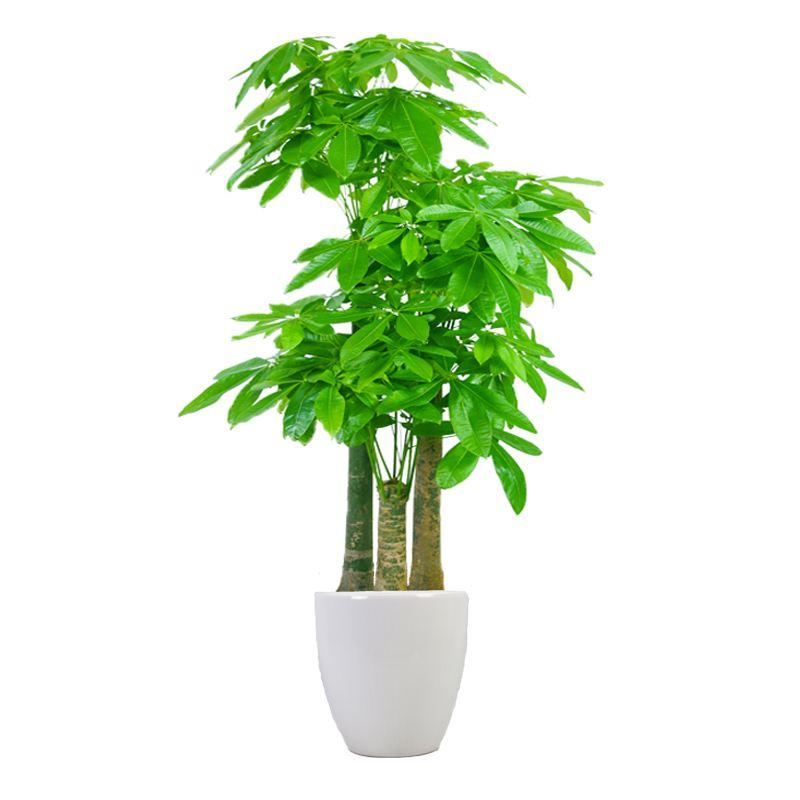 搬家送什么礼物吉利（乔迁新居送什么礼物合适）