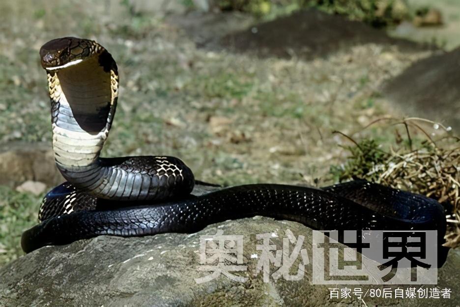 世界十大毒王是谁哪几个（十大毒王都有什么动物）