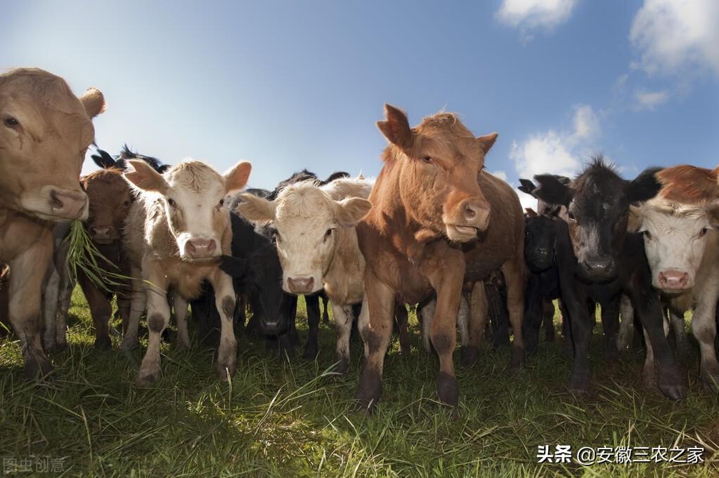 养10头牛一年利润多少（在农村养十头牛的成本和利润多少）