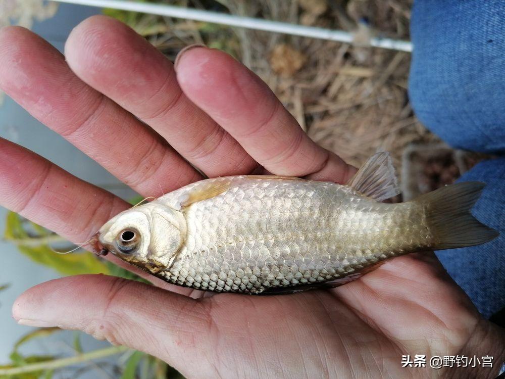 半水调漂该怎么调（半水调漂的正确方法图解）