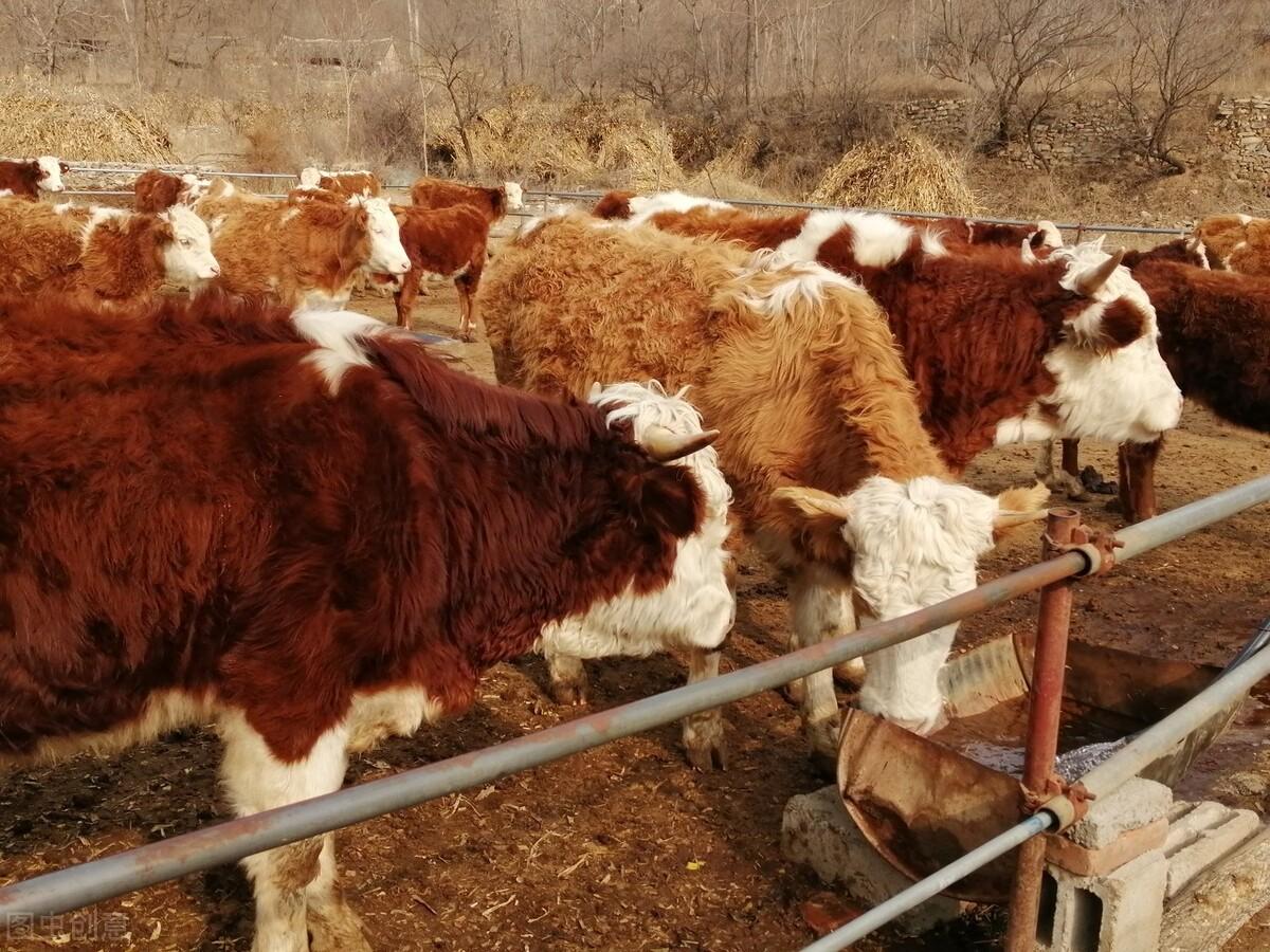 养殖20头牛一年要投资多少钱（肉食牛养殖利润怎么样）