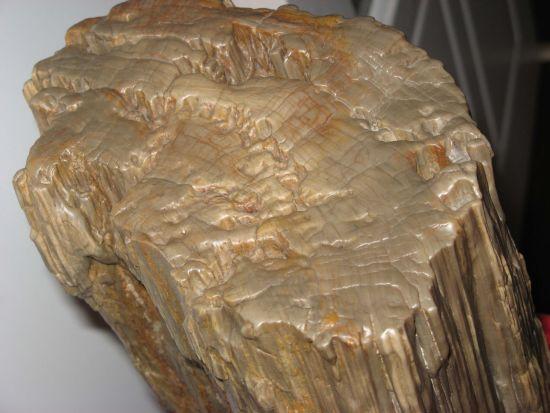 化石是怎么形成的（生物化石的形成需要什么条件）