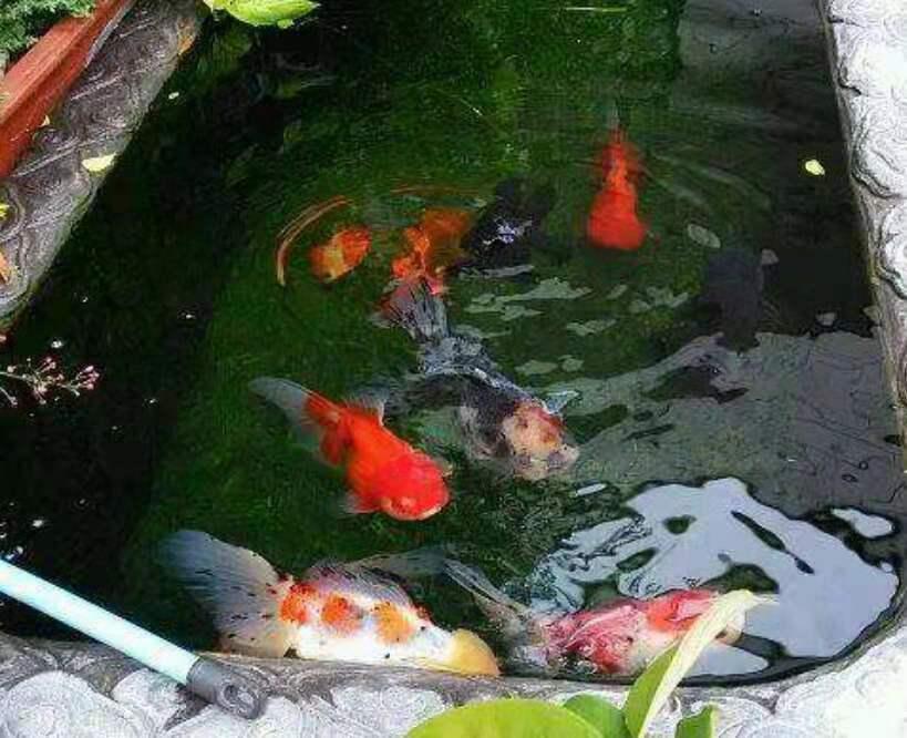 鱼缸绿水变清小窍门（鱼缸水变绿最快处理方法）