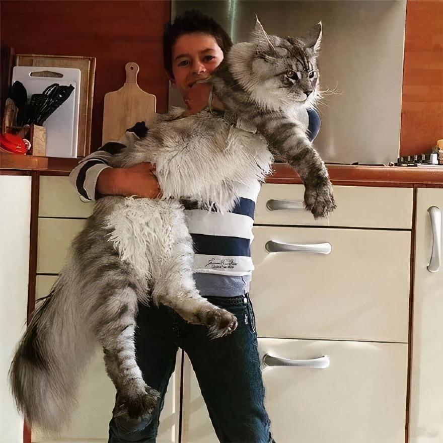 最大的猫（目前最大的猫是什么品种）