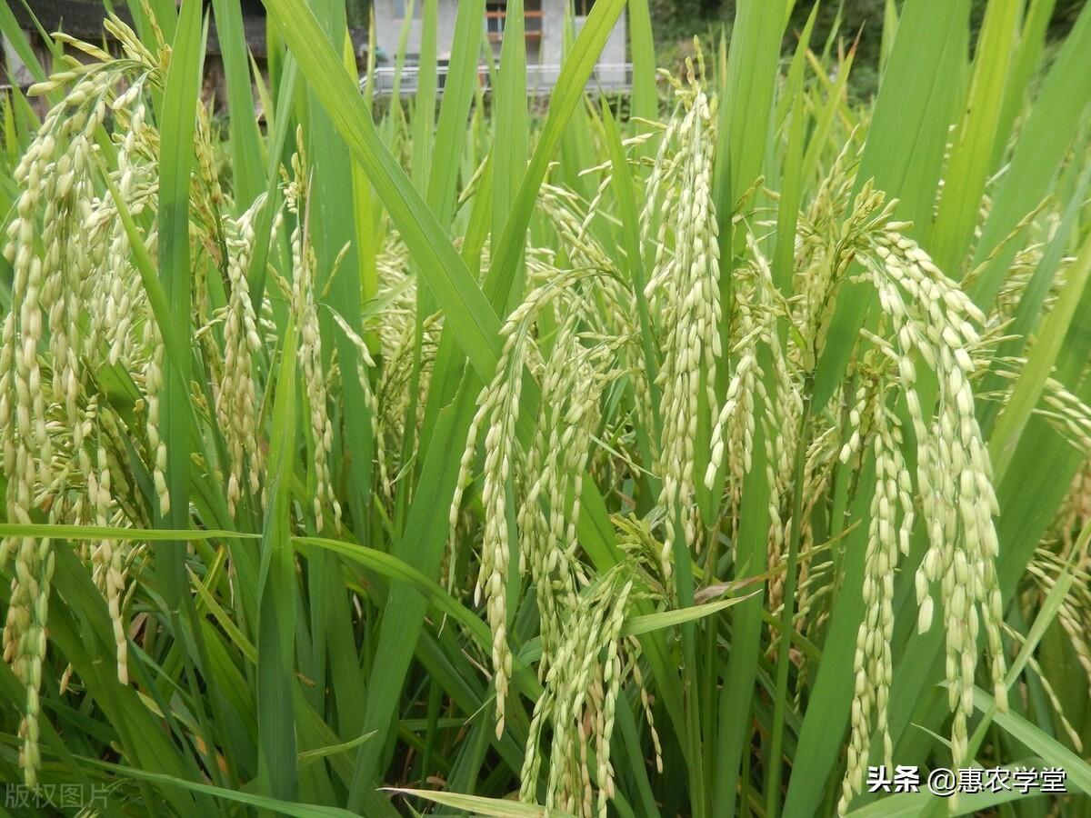 2022年农民一亩地补贴多少钱（农民耕地补贴多少钱一亩）