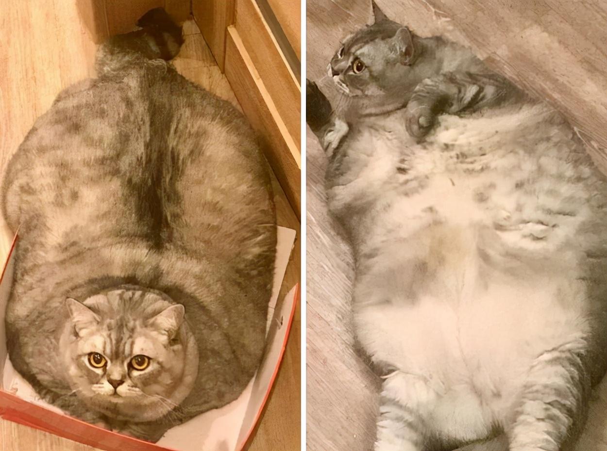 最胖的猫（吉尼斯世界纪录最胖的猫）