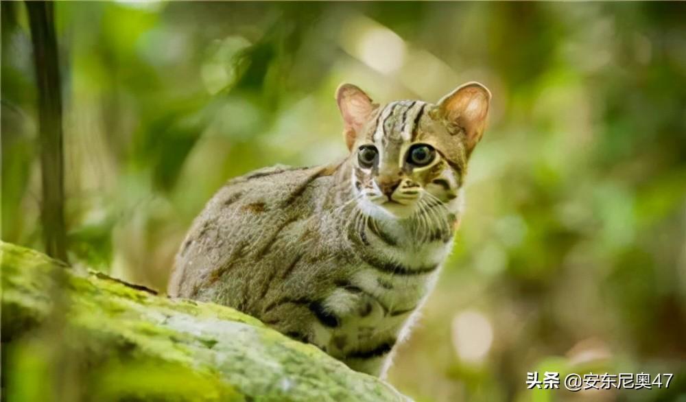 最小的猫品种（体型最小的猫是什么品种）