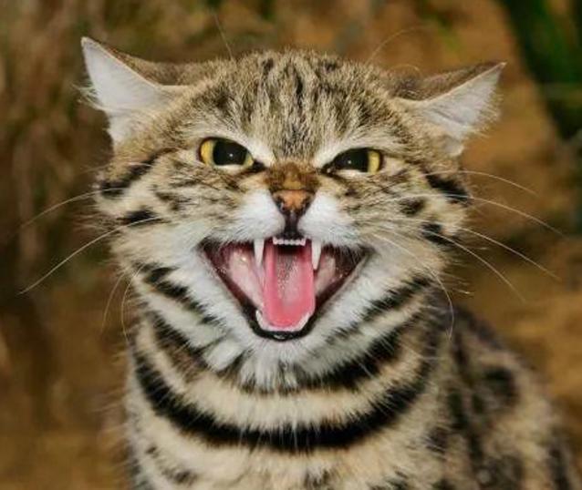 最小的猫（宠物猫最小的品种是什么）