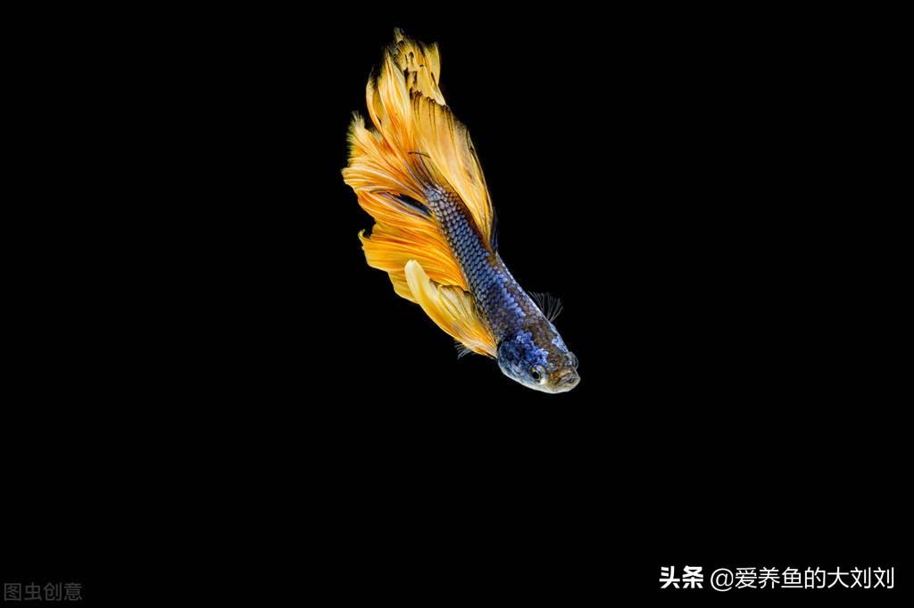 鱼缸水变绿了怎样处理（鱼缸开灯水变绿的原因及解决方法）