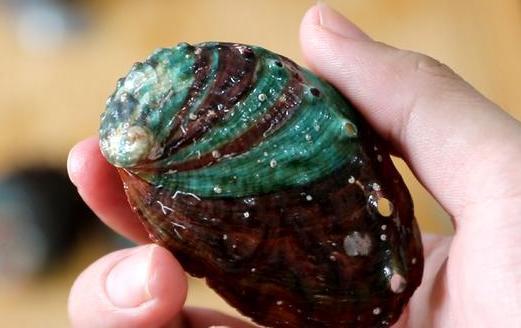 简单介绍三种青口贝做法(青口贝做法)