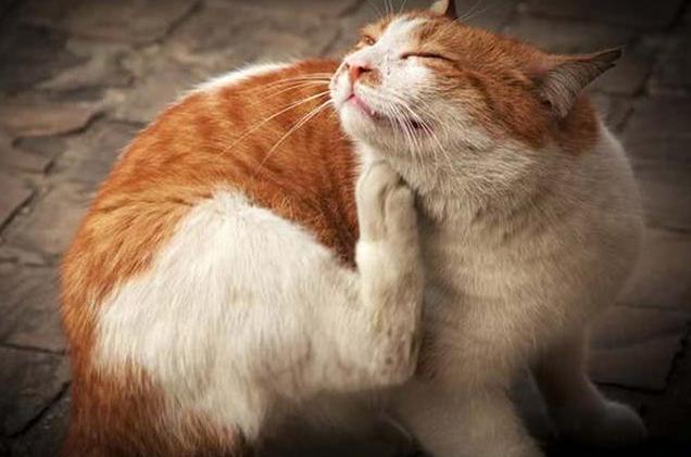 灭跳蚤最有效的方法（有什么小妙方灭跳蚤彻底）