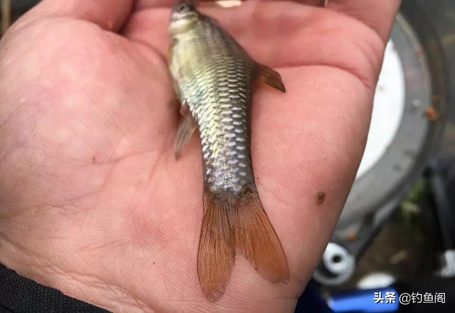 猪肝钓什么鱼效果好（钓鱼用猪肝能钓到什么鱼）