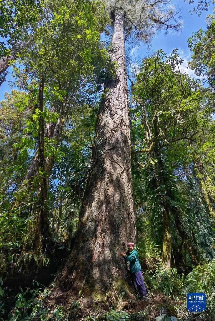 西藏发现中国大陆已知最高的树