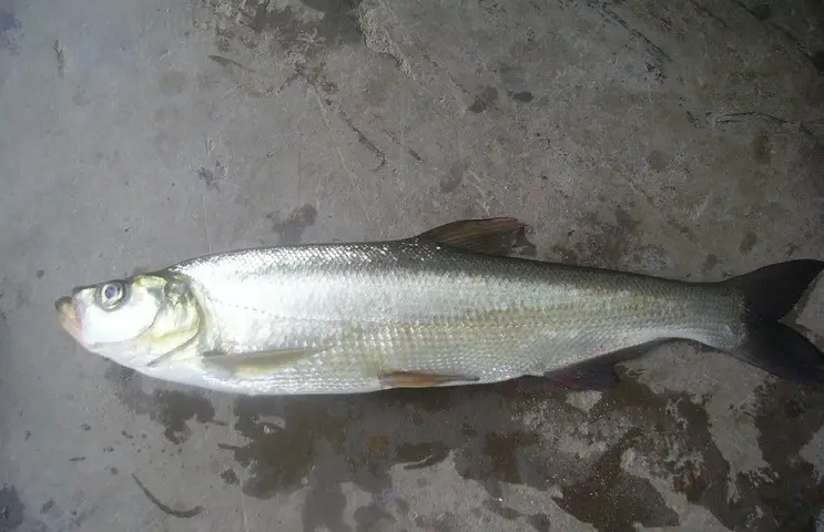 路亚翘嘴用什么饵最好（路亚翘嘴对饵的颜色有要求吗）