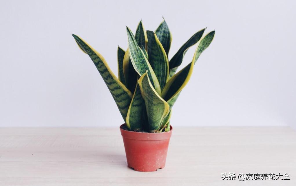 虎皮兰什么时候换盆最合适（虎皮兰花几月份换盆最好）