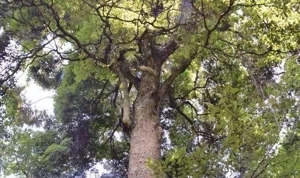 金丝楠木一斤价格（金丝楠木价格为什么一直这么高）