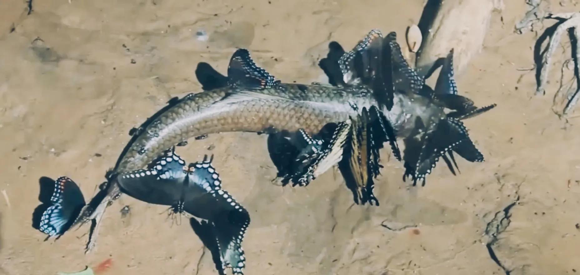 世界上最恐怖的蝴蝶（世界上第一稀有的蝴蝶）