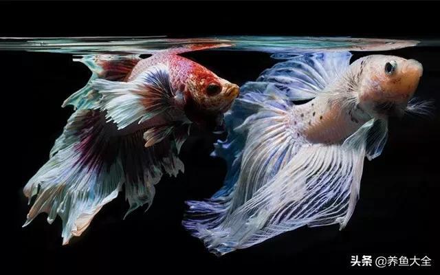 什么鱼是最好养活的（新手适合养什么鱼好养活）