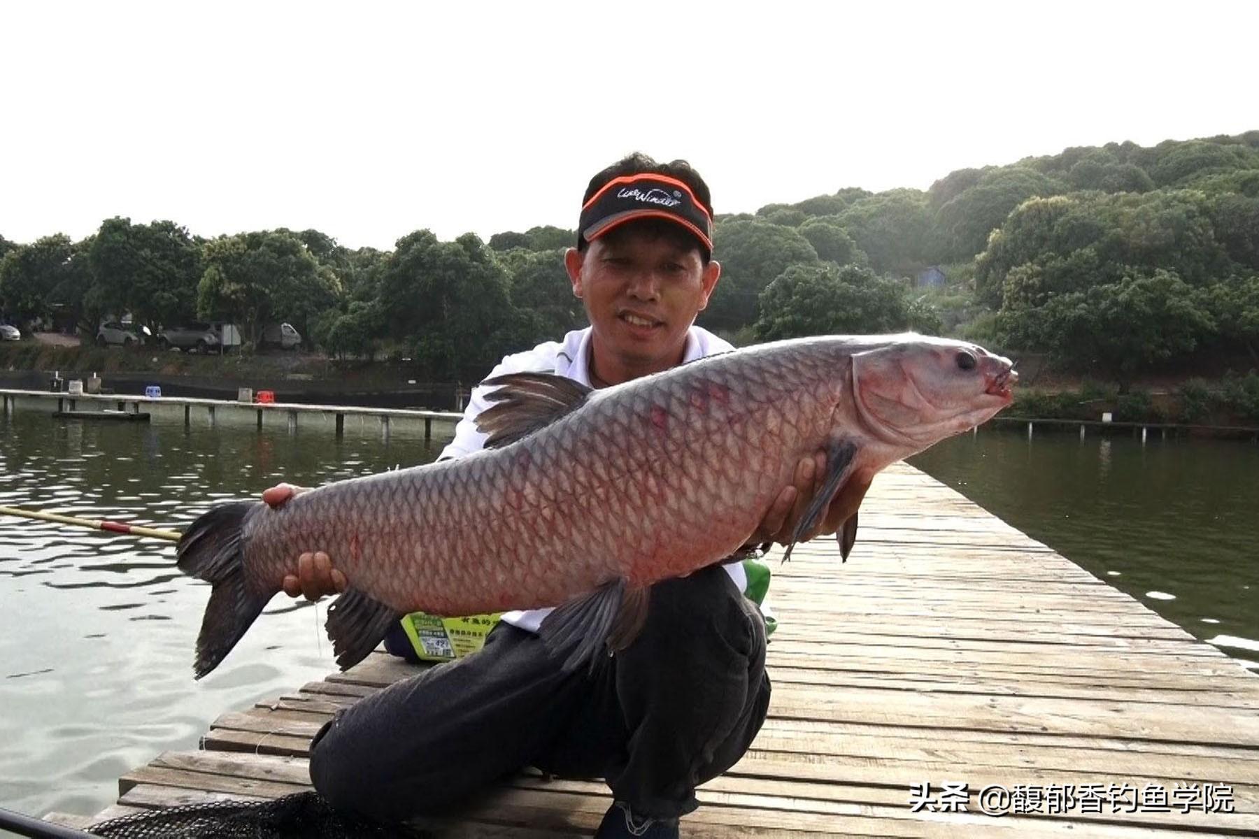 青鱼喜欢吃什么味型的饵料（青鱼喜欢吃什么颜色的饵料）