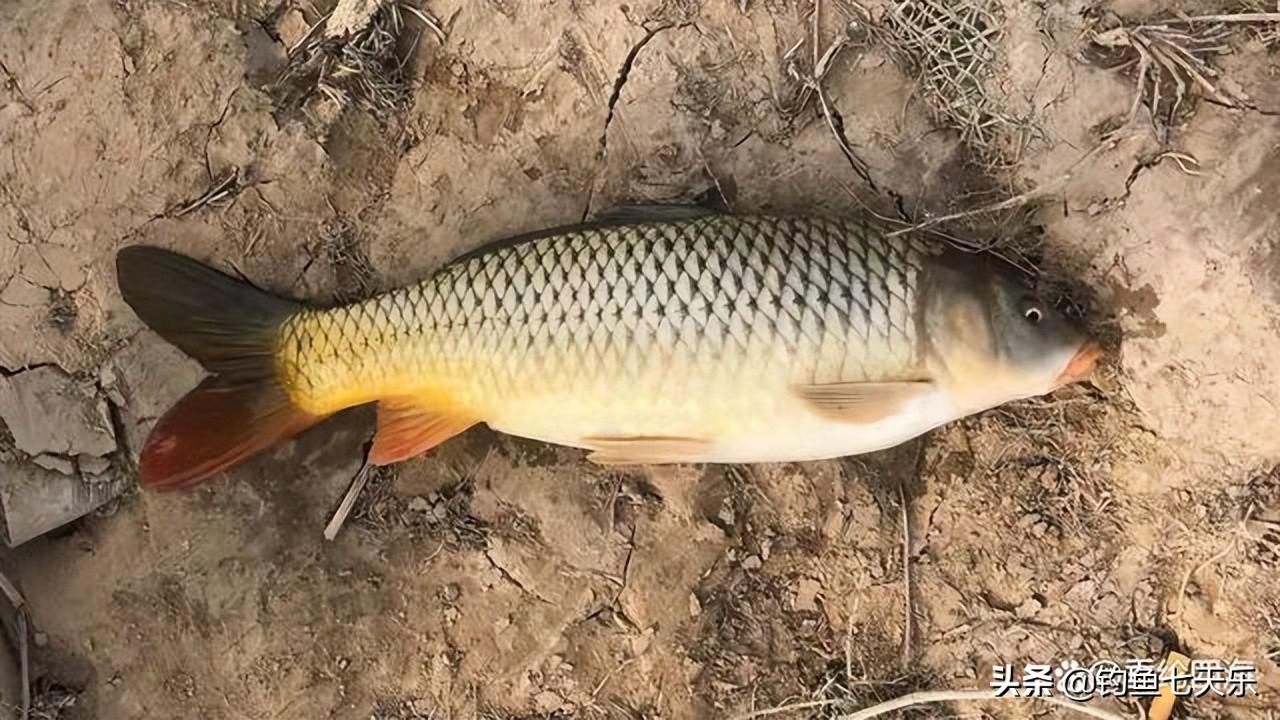 鲤鱼喜欢吃什么饵料（野生鲤鱼爱吃什么饵料）