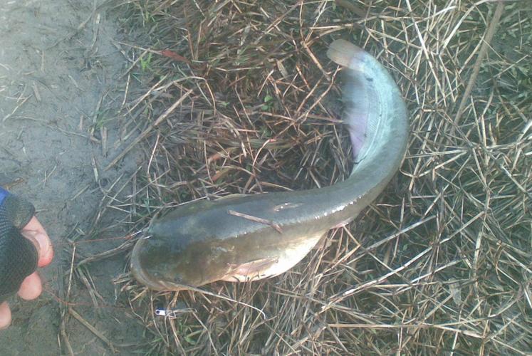 钓鲶鱼用什么饵料最好（冬天钓鲶鱼用什么鱼饵钓上钩最快）