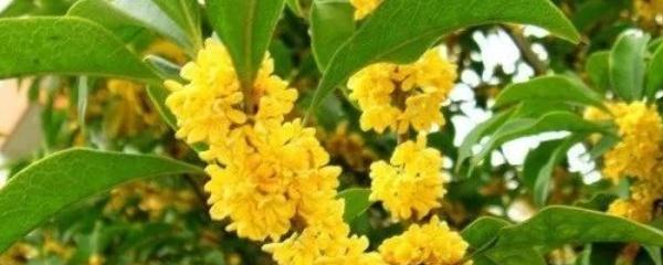 桂花叶子干枯掉落是怎么回事（桂花树叶子干枯掉叶怎么办）