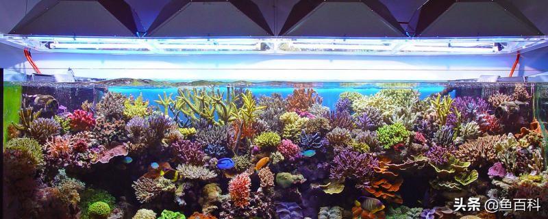 怎么给鱼制造氧气（小玻璃鱼缸怎么给鱼制造氧气）