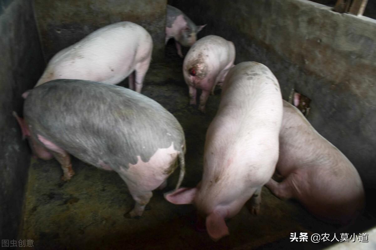 农村养殖业什么最稳（在农村养殖什么最稳定好赚钱）