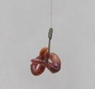 蚯蚓怎么挂钩容易上鱼（钓鱼蚯蚓怎样挂钩的正确）