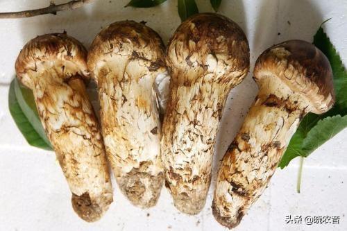 十大暴利种植行业（农业种植行业哪个最赚钱）