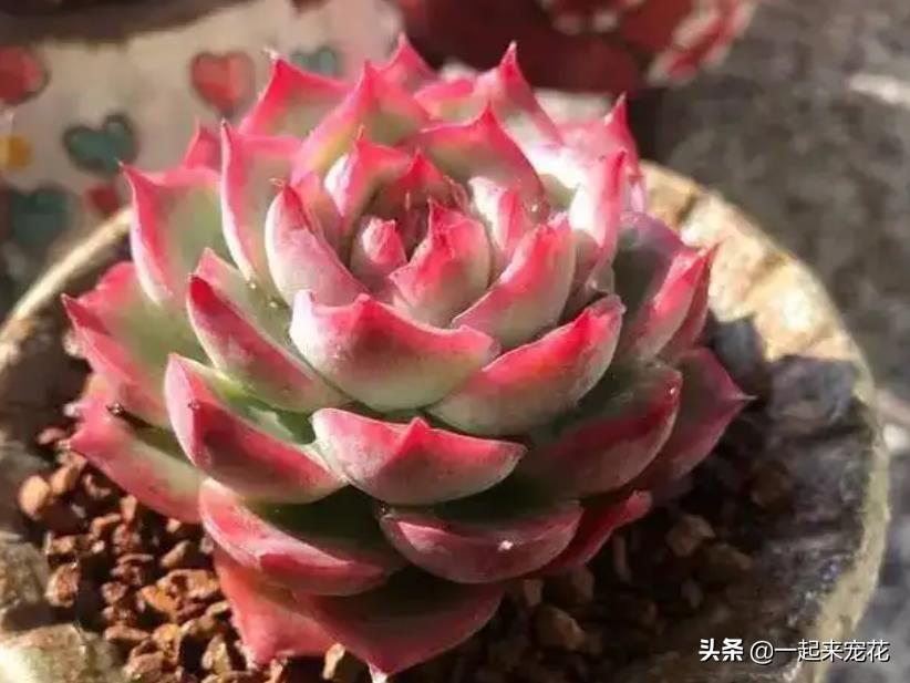 十大最漂亮的多肉植物（世界上最漂亮的多肉的品种）