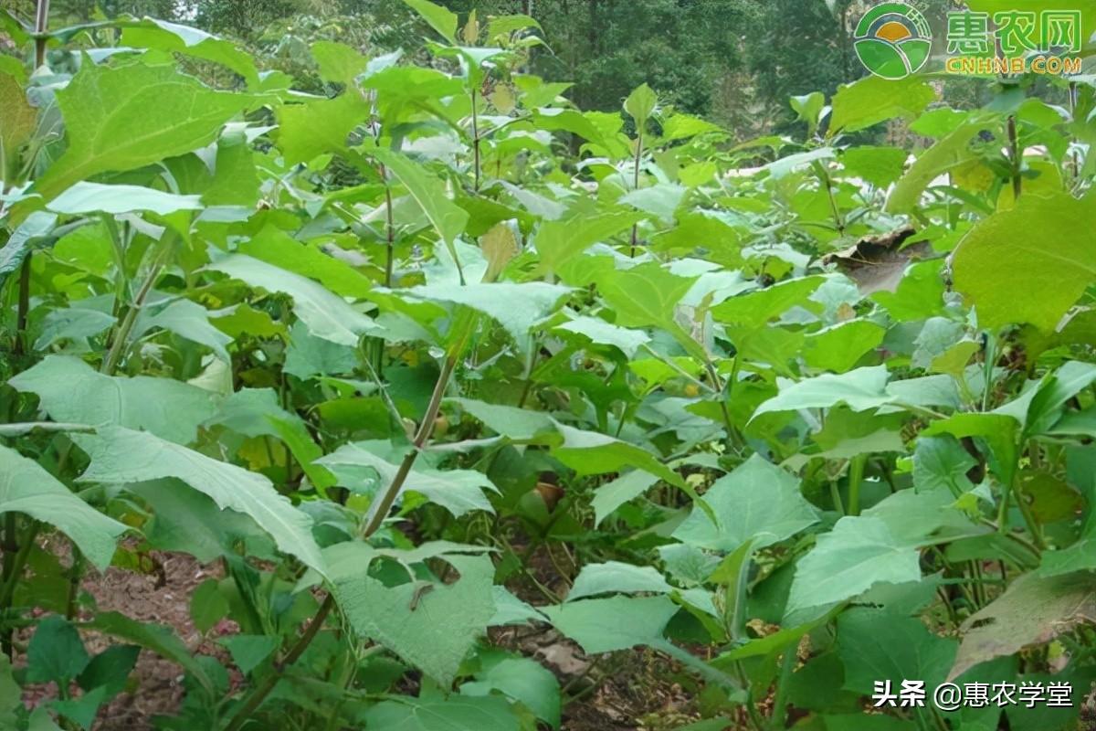 雪莲果什么时候种植和收获（雪莲果的生长环境和栽种方法）