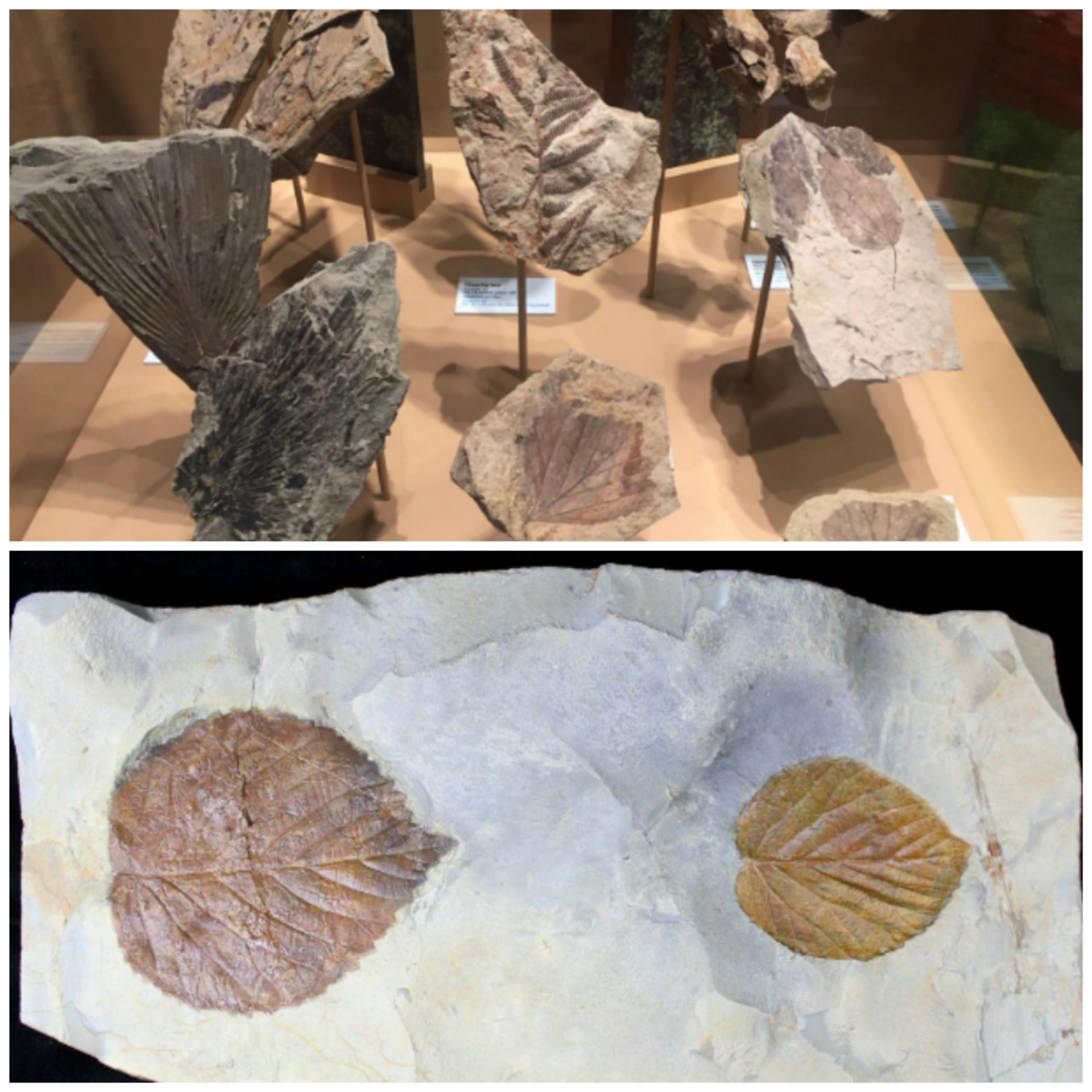 世界上最大的蛇有多大（目前发现世界上最大的蛇长什么样子）