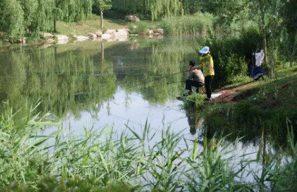 河里常见的小鱼品种（农村水塘里的小鱼是什么品种）