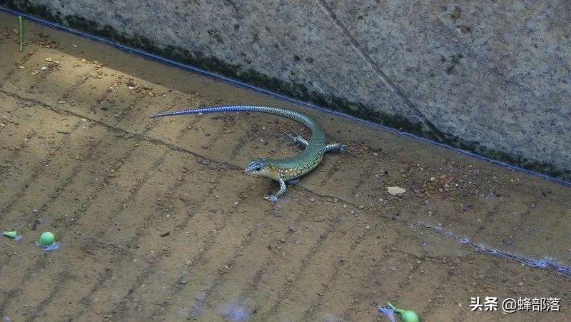 蚂蝗价格多少钱一斤（蚂蟥的收购价是多少钱）