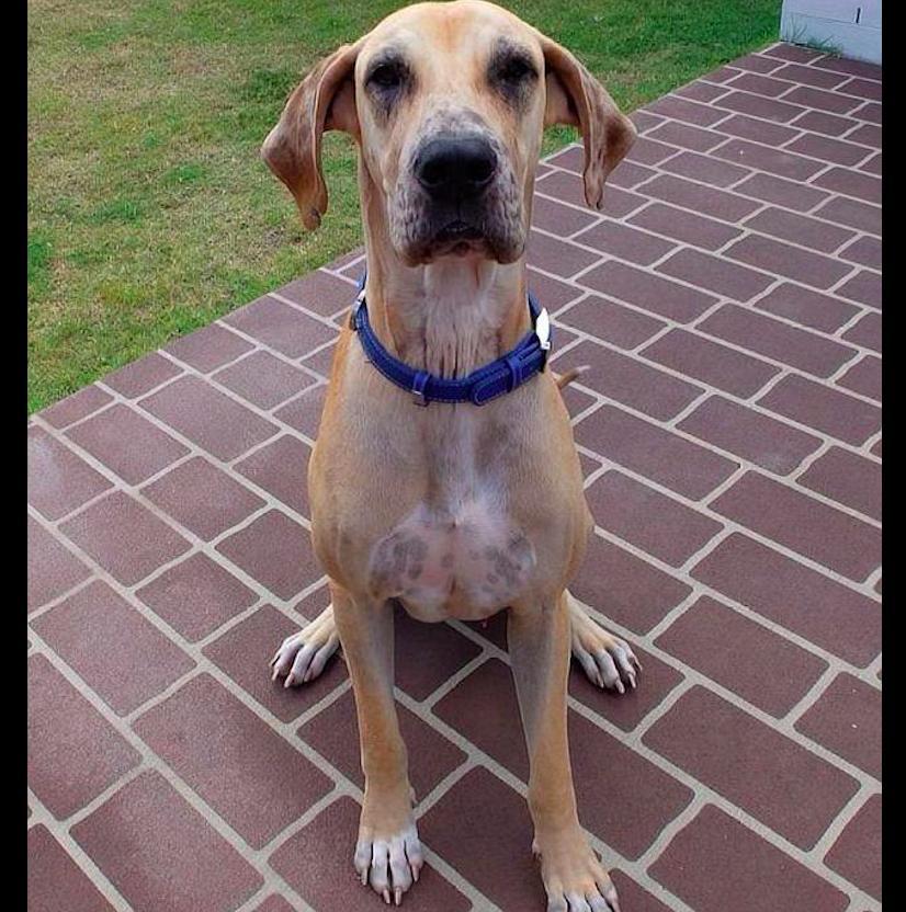 狗狗在婚礼上当众拉粑粑抢风头，主人又好气又尴尬