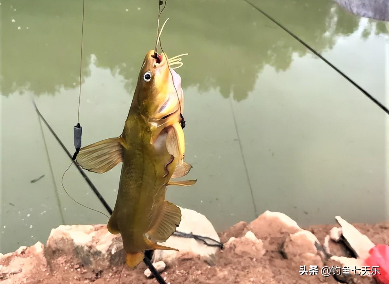 黄辣丁几月份好钓（几月份什么温度钓黄辣丁效果好）