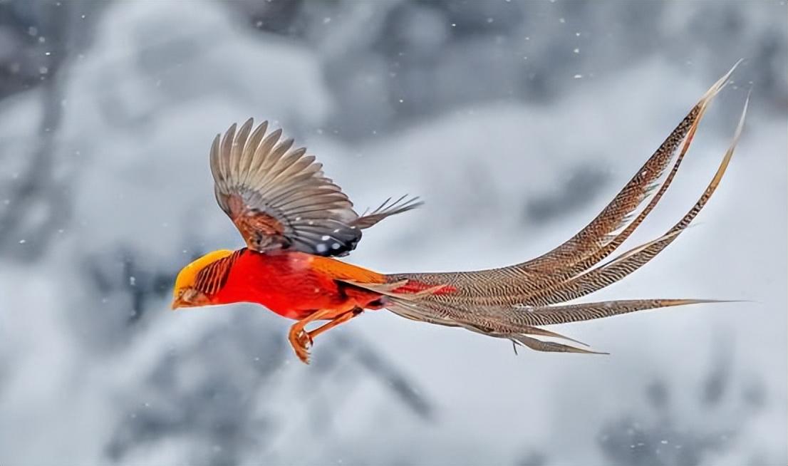 世界上真的有凤凰吗（最接近凤凰的是什么动物）