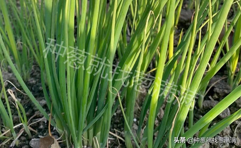 葱什么时候种最合适（大葱的种植方法和时间）
