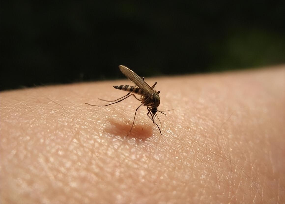 蚊子最怕什么气味（夜蚊子最怕什么气味儿）