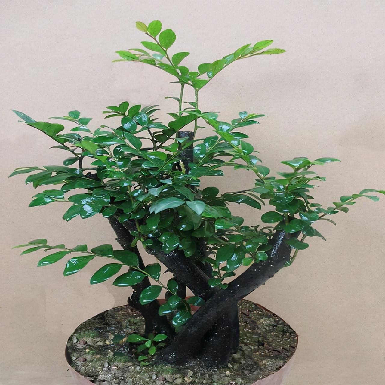 小叶紫檀盆景怎么养（小叶紫檀花卉养护方法与管理）