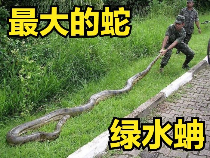 世界上最毒的蛇叫什么（世界上最毒的蛇前十名图片）